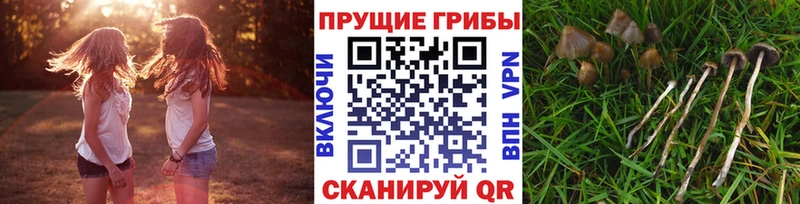 блэк спрут зеркало  сколько стоит  Ленинградская  Галлюциногенные грибы ЛСД 